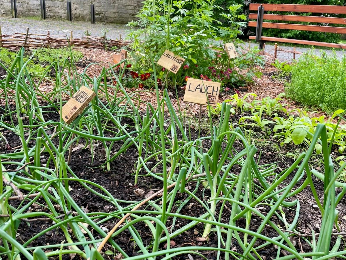 Essbarer Garten am Kristanplatz